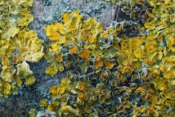 Closeup on wood covered with common orange lichen , Xanthoria parietina