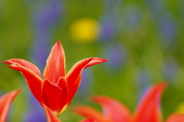 Fototapeta premium Tulips