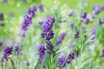 lavender flowers in the garden