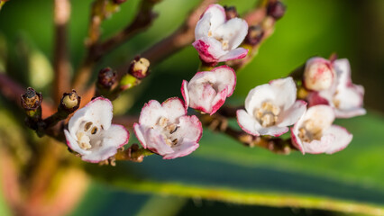 Viburnum Blossom