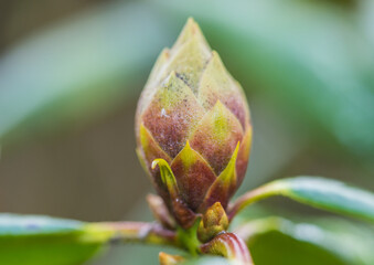 Big Juicy Bud