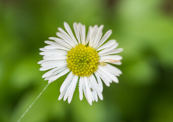 Obraz premium Erigeron Visitor