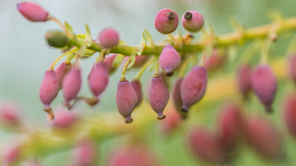 Plum Coloured Berries