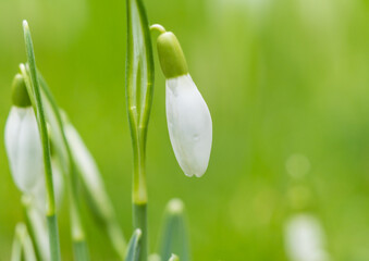 First Snowdrop