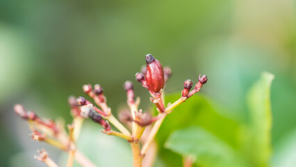 Berried Viburnum