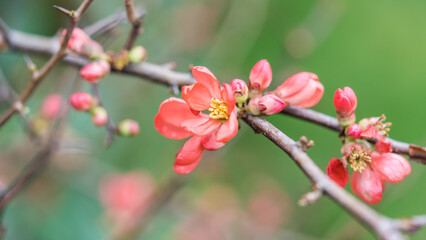 Fototapeta na wymiar Branch Of Blossom