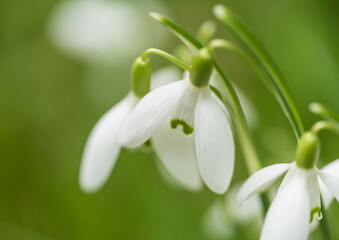 Fototapeta premium Snowdrop