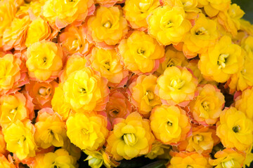 yellow kalanchoe flowers - background