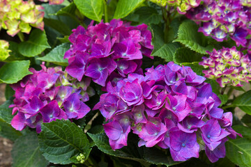 violet hortensia flowers in the garden