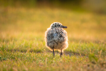 Möwen Küken in der Abendsonne