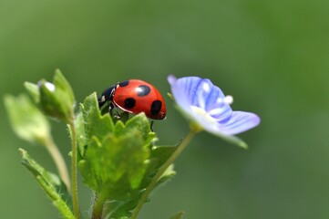 てんとう虫