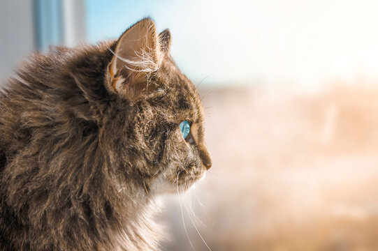 A cat with blue eyes looks out the window with interest.