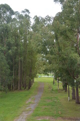path in the park