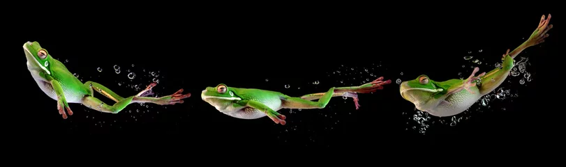 Gordijnen Whitelipped frog in the water, swimming frog, Frog swimming © kuritafsheen
