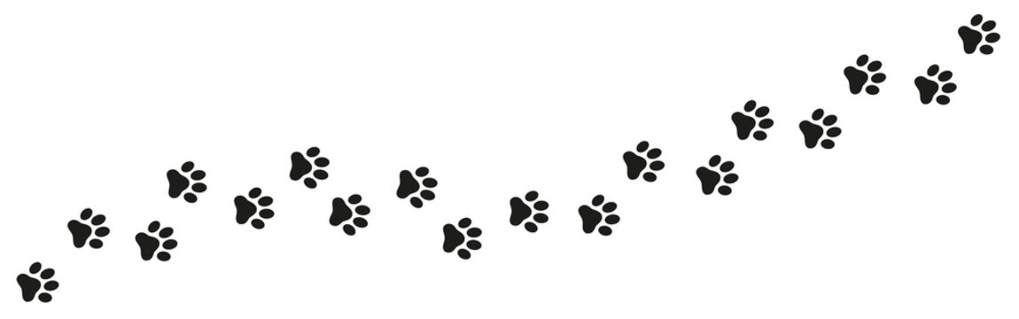 Animal paw background vector