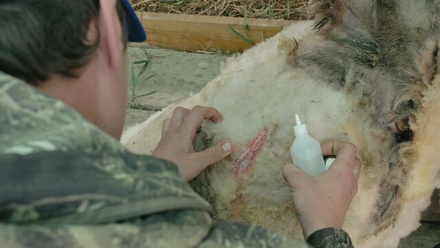 Men shearer shearing sheep at agricultural show in competition. The process by which wool fleece of a sheep is cut off. Electric professional sheep manual hair clipper sheep cutting shearing machine.