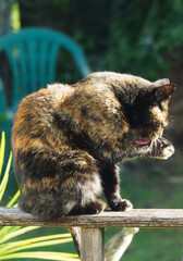 A tortoiseshell cat licking her paw whilst sat in the sunshine