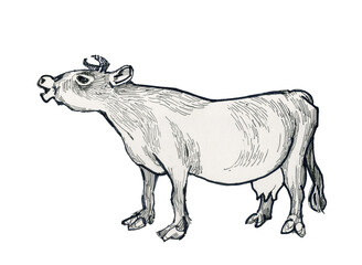 Cow traditional drawing. Beautiful animal from the village.Ink drawing.