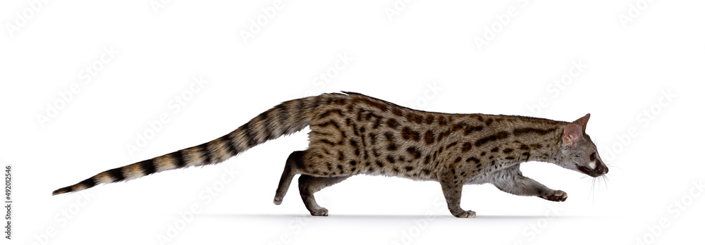 Poster side view of arabian small spotted genet aka genetta genetta, walking from left to right. looking in