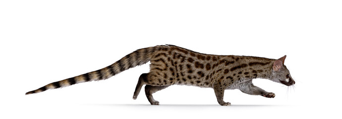 Side view of Arabian small spotted genet aka Genetta genetta, walking from left to right. Looking in movement direction away from camera. Isolated on a white background.
