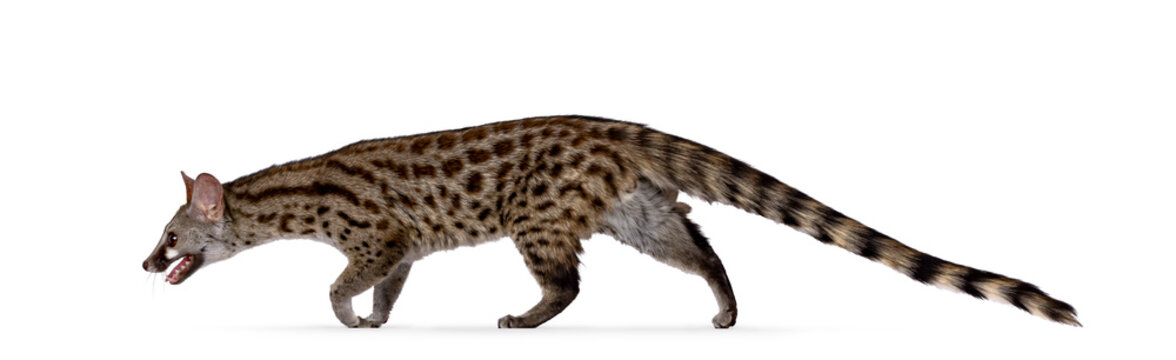 Arabian small spotted genet aka Genetta genetta, walking from right to left. Looking straight ahead away from camera. Isolated on a white background.