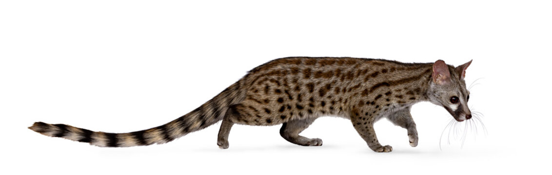 Side view of Arabian small spotted genet aka Genetta genetta, running from left to right. Looking straight ahead away from camera. Isolated on a white background.