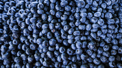 Fresh healthy organic blueberries. Antioxidant . Summer food