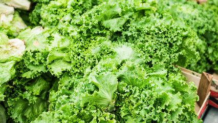 Fresh green Batavia lettuce. Summer crisp lettuce. Iceberg lettuce. Farmers market