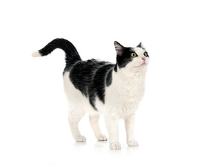 stray cat in studio