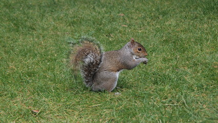 Obraz premium Greenwich