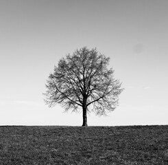 tree in the field