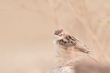 A Bushlark (juvenile) is perching 