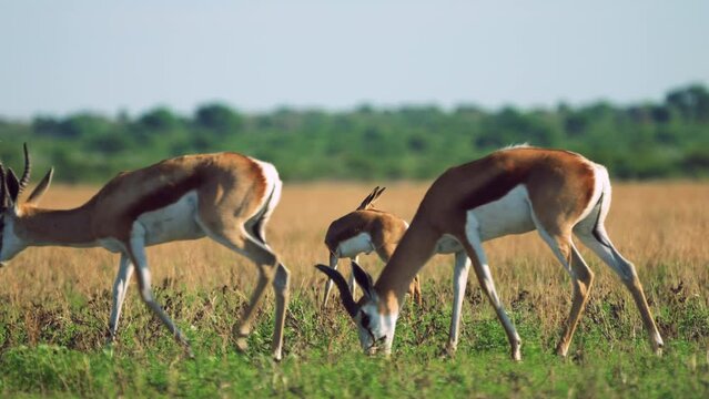 Springboks Foraging On The Grassland In Central Kalahari Game Reserve, Botswana - wide shot