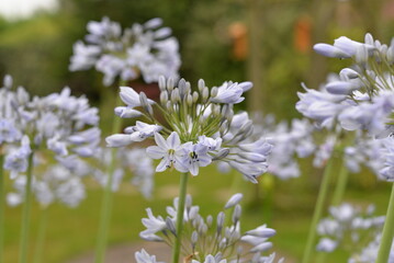 agapanthus full bloom