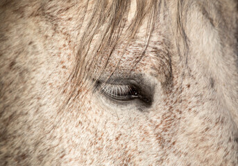 Portrait of a gray horse on a sunny day. Rest, relaxation, peace, calm, no stress
