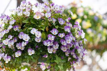 寄せ植えビオラ