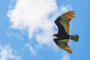 Tropical Black Turkey Vulture Cathartes aura aura blue sky Mexico.
