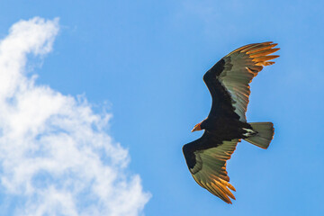 Tropical Black Turkey Vulture Cathartes aura aura blue sky Mexico.