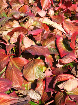 紅葉したヒマラヤユキノシタの葉