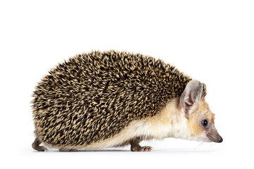 Cute adult Long eared hedgehog aka Hemiechinus auritus, walking side ways. Looking straight ahead away from camera with beady eyes. Isolated on a white background.
