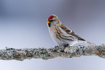 The Common Redpoll (Carduelis flammea)