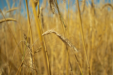 landscape field of ripening wheat against blue sky. Spikelets of wheat with grain shakes wind. grain harvest ripens summer. agricultural farm healthy food business concept. environmentally organic