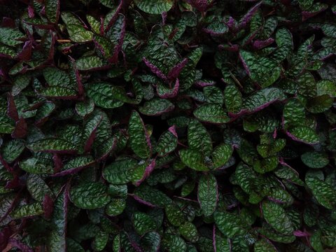 Hemigraphis alternata (purple waffle plants) in the garden, green background