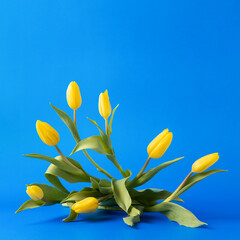 Fresh yellow tulips rising upward on the blue background. Colours of Ukraine flag.