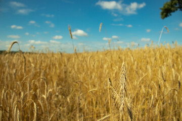 rye and sky. wheat and clouds. blue and yellow as the flag of ukraine. nature landscape. calm, atmosphere. freedom ukraine. peace without war