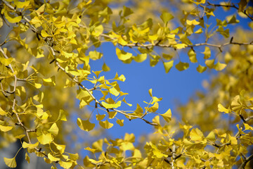 風景素材　秋陽を浴びて綺麗なイチョウの葉