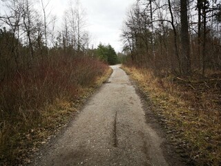path in the forest, the way forward	