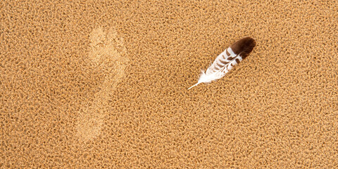 Footprint and Seagull Quill on the Sand in the Beach