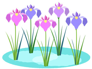 5月_菖蒲