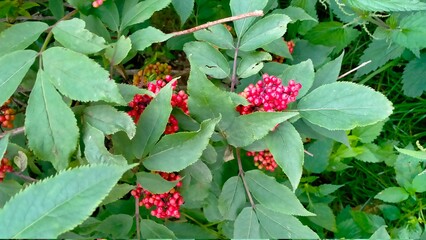 red berries on a branch